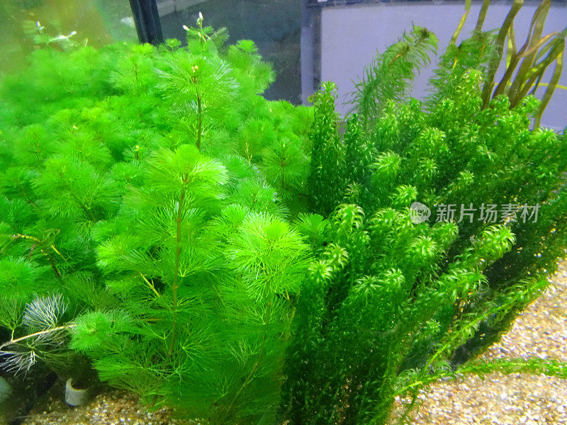 淡水水族植物，卡邦巴卡罗莱纳粉草/加拿大池塘草，鱼缸